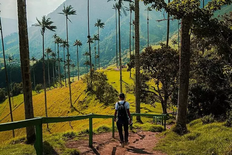 Tour valle del cocora y fincas cafeteras