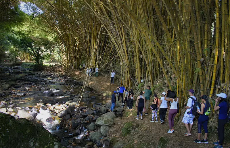 Explora, Conecta y Vive: Caminata Inolvidable Yarumal